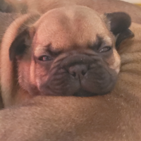 Stupendi bouledogue francesi