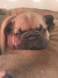 Stupendi bouledogue francesi