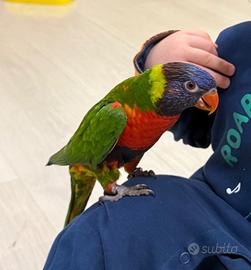 Lory arcobaleno