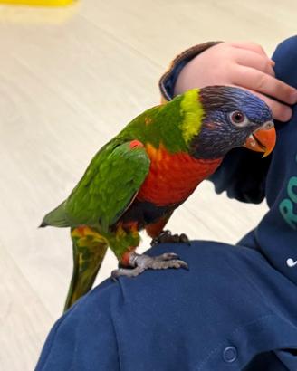 Lory arcobaleno