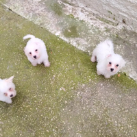 Bisoni maltezi mini toy