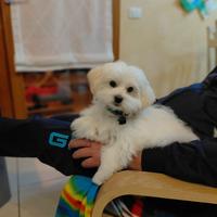 Maltese per accoppiamento