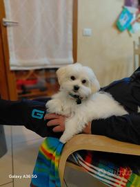 Maltese per accoppiamento