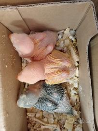 Parrocchetti dal collare