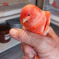 Canarini rossi intensi e brinati