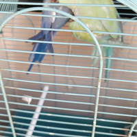 Parrocchetti dal collare adulti e giovani