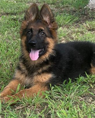 Cuccioli di pastore tedesco