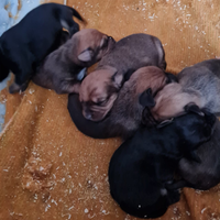 Cuccioli dolcissimi