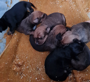 Cuccioli dolcissimi