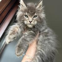Cucciolo Maine Coon