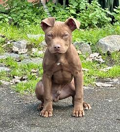 Cuccioli pitbull ukc red nose