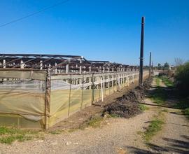 Azienda agricola in buone condizioni