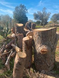 Legna di pino