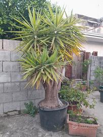 pianta della felicità 