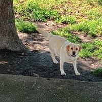 Labrador retriever