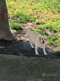 Labrador retriever