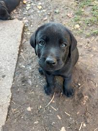 Cuccioli di Labrador neri con pedigree