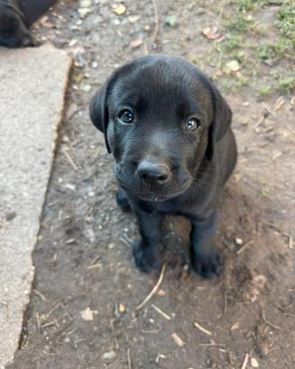 Cuccioli di Labrador neri con pedigree