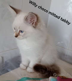 Cuccioli Ragdoll
