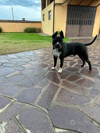 Amstaff di 3 anni