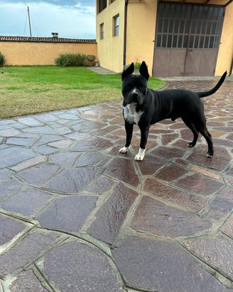 Amstaff di 3 anni