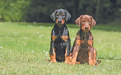 Cucciolo di Dobermann