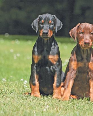 Cucciolo di Dobermann