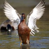 Esemplari Alzavola Amaranto