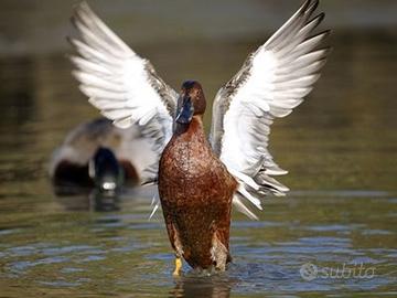 Esemplari Alzavola Amaranto