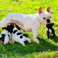 Bulldog francese disponibili