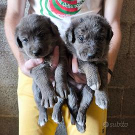 Cuccioli metticci di medio-grande taglia