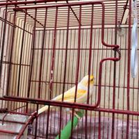 Vendita uccellino