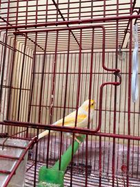 Vendita uccellino