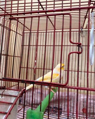 Vendita uccellino