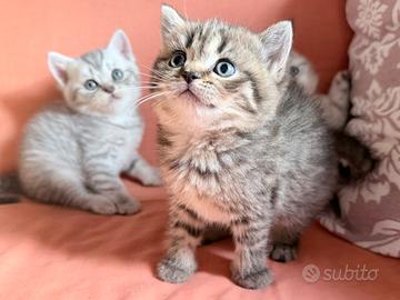 Gattini British shorthair