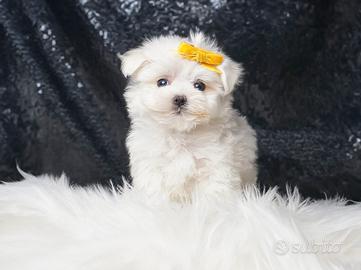 Cucciolo maschio di Maltese