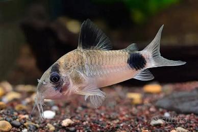 Corydoras