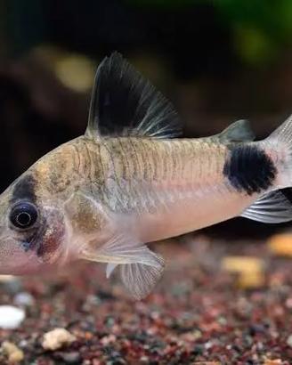 Corydoras