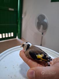 Cardellino