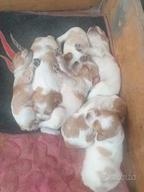 Breton cuccioli