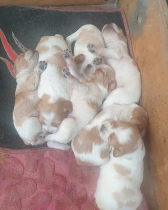 Breton cuccioli