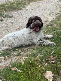 Lagotto romagnolo