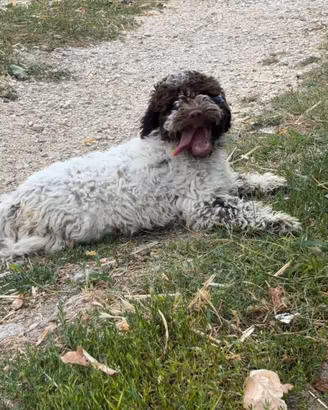 Lagotto romagnolo