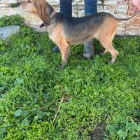 Segugia italiana lepre