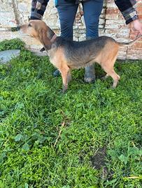 Segugia italiana lepre