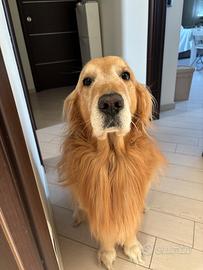 Golden Retriever con Pedigree per accoppiamento