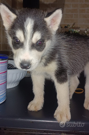 Husky siberian