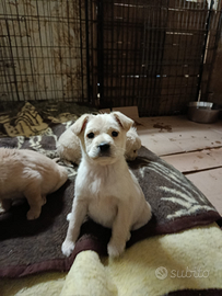 Cucciolo 2 mesi