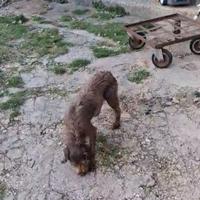 Cucciola di drahthaar