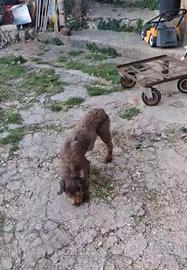 Cucciola di drahthaar